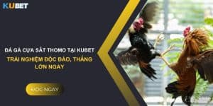 Đá gà cựa sắt Thomo tại Kubet: Trải nghiệm độc đáo, thắng lớn ngay