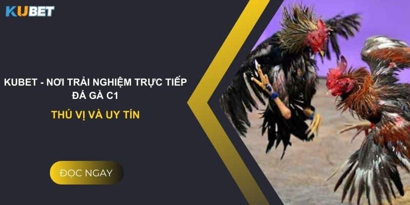 Kubet - Nơi trải nghiệm trực tiếp đá gà C1 thú vị và uy tín