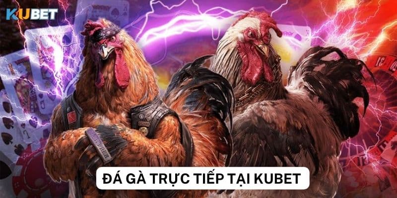 Thưởng và khuyến mãi khi chơi đá gà trực tiếp tại Kubet