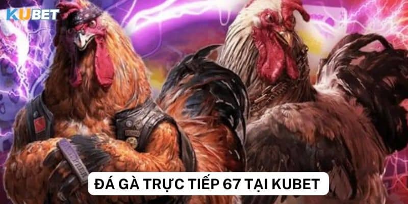 Phân tích tỷ lệ cược đá gà trực tiếp 67 Kubet