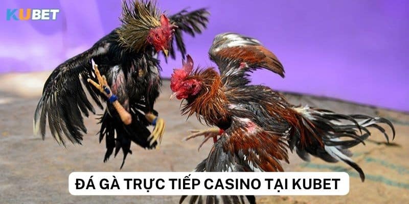 Bí kíp giao dịch và rút tiền an toàn trên đá gà trực tiếp casino tại kubet