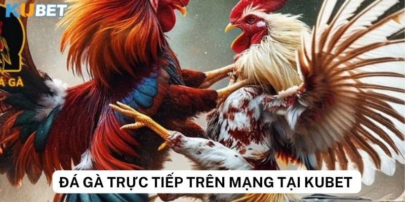 Kubet - Nền tảng uy tín cho giới đam mê đá gà trực tiếp trên mạng