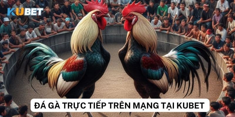 An toàn và bảo mật khi cá độ đá gà trực tiếp trên mạng tại kubet