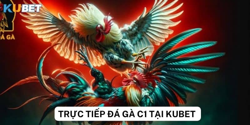 Lợi ích khi xem trực tiếp đá gà C1 tại Kubet