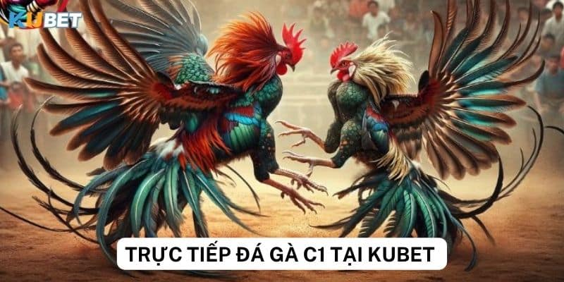 Khuyến mãi hấp dẫn khi cá độ trực tiếp đá gà C1 trên Kubet