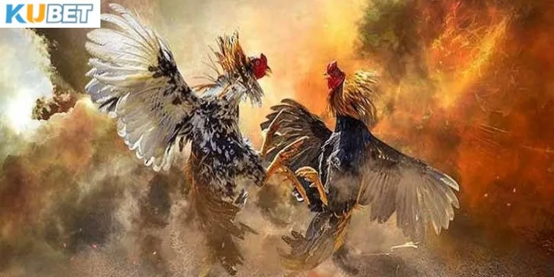 Ưu điểm khi xem đá gà