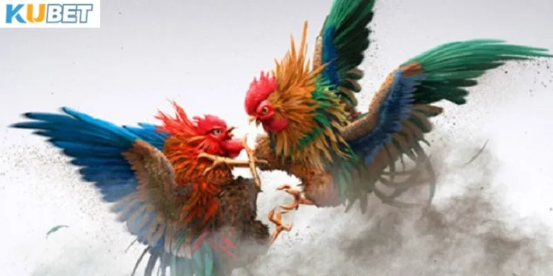 Những lưu ý khi xem đá gà