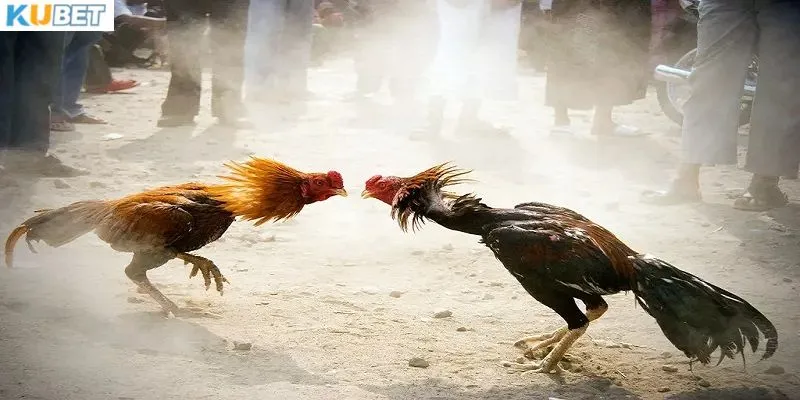 Luật chơi đá gà chuẩn nhất