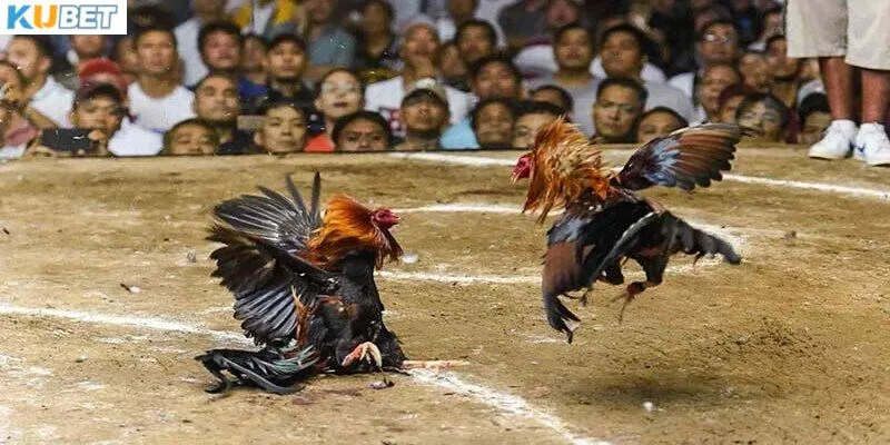Những mẹo hay đặt cược đá gà